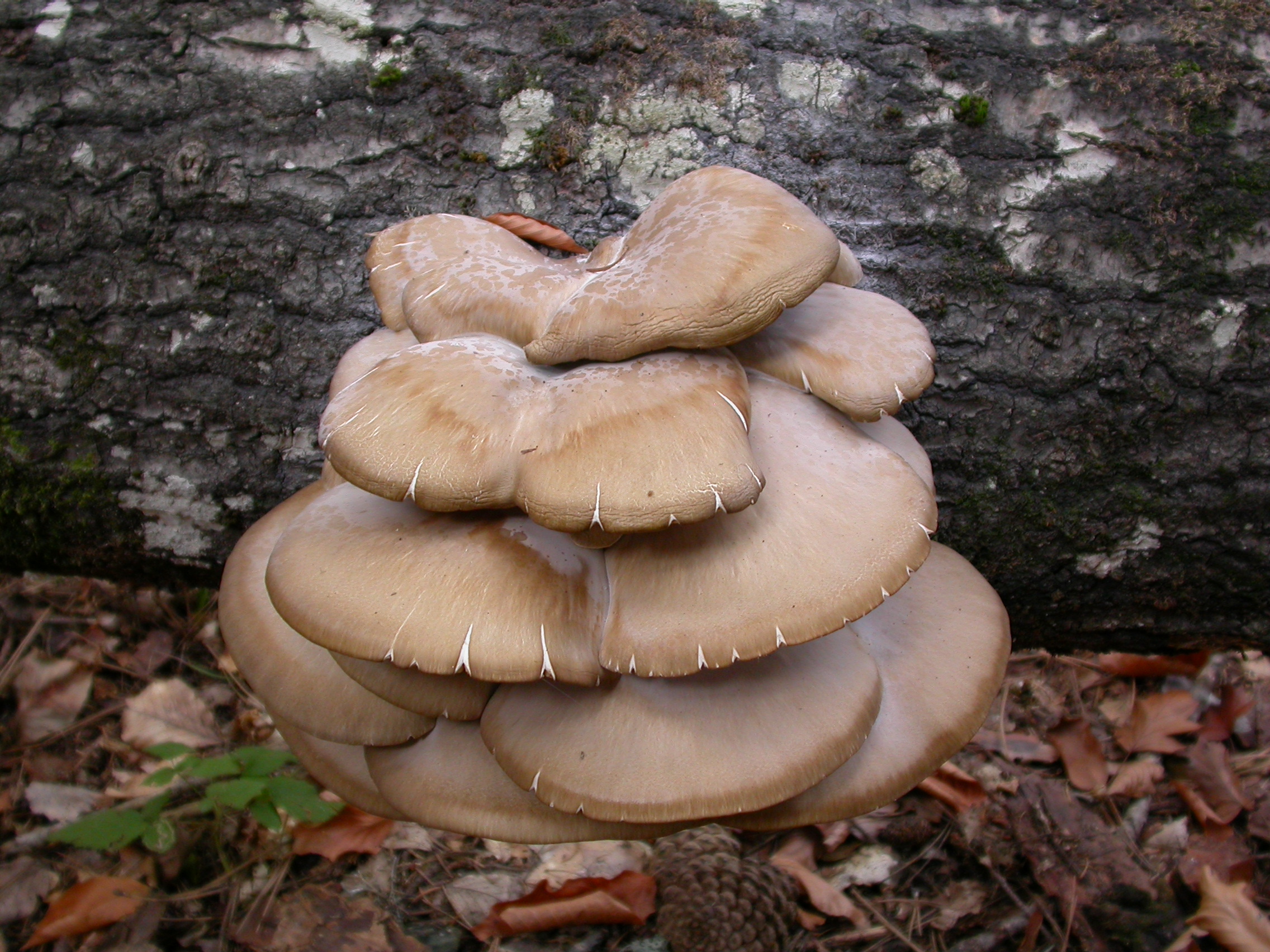 İstiridye Mantarı - Pleurotus ostreatus